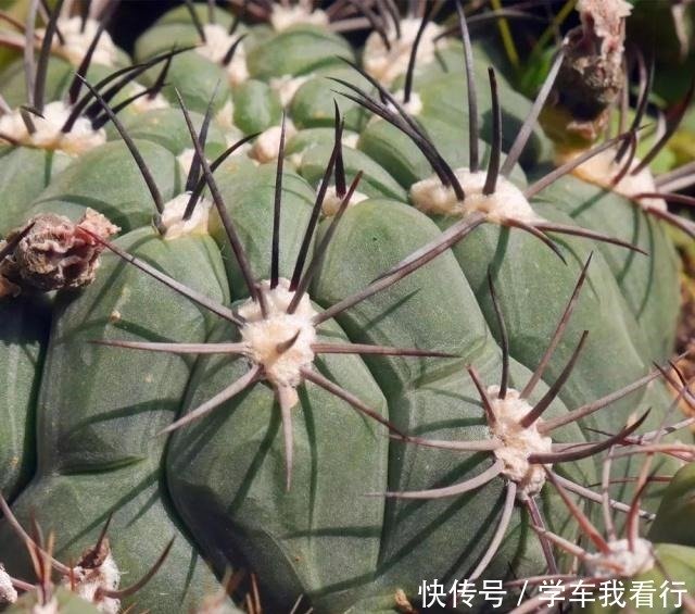 有刺的都是仙人掌吗 快资讯 有刺的都是仙人掌吗 快资讯