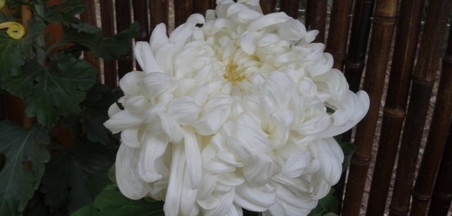 喜欢菊花 就养盆 珍品名菊 白如雪 似太白积雪 高贵淡雅 快资讯