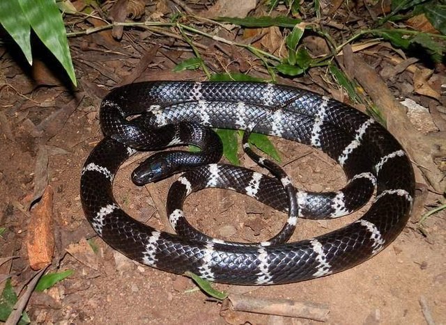 蛇界的孪生兄弟 黑白王蛇和银环蛇傻傻分不清楚 快资讯