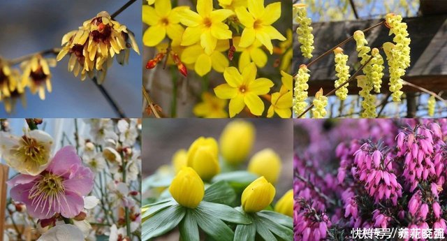 寒冷的冬春时节灿烂开花的8种观赏花卉 可露养在户外 打理简单 快资讯 寒冷的冬春时节灿烂开花的8种观赏花卉 可露养在户外 打理简单 快资讯