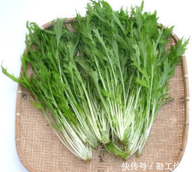 这种菜长得像苦菊 人称 水晶菜 如今是极受欢迎的风味蔬菜 快资讯