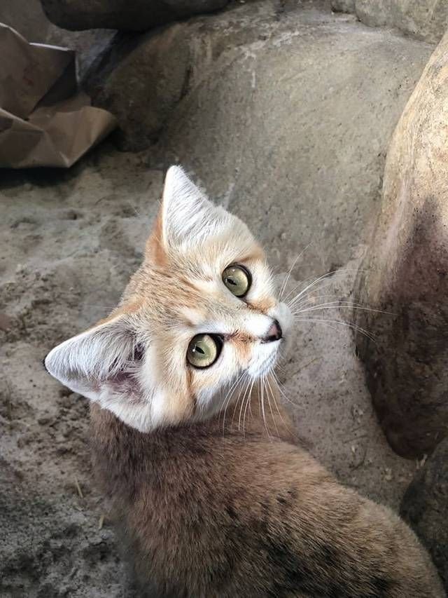 只因生日独特 沙漠猫4岁才过第1次生日 下次生日还要再等4年 快资讯