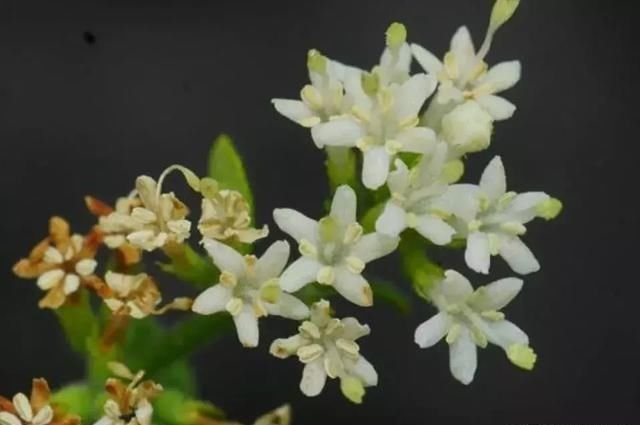 什么 您也叫丁茜 我说的却是国家级珍稀濒危物种 快资讯