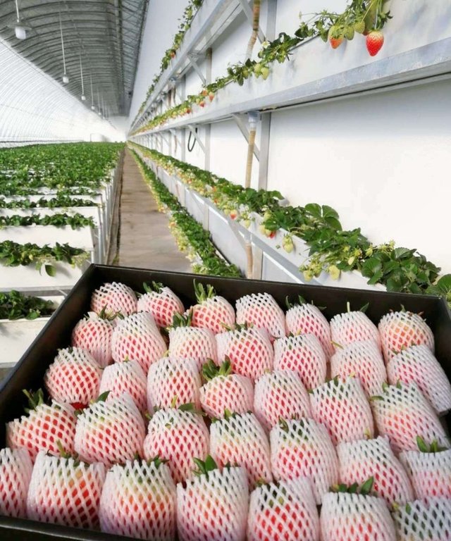 草莓礼盒 黄金圣女果 春日如约而至 美味从不缺席 快资讯