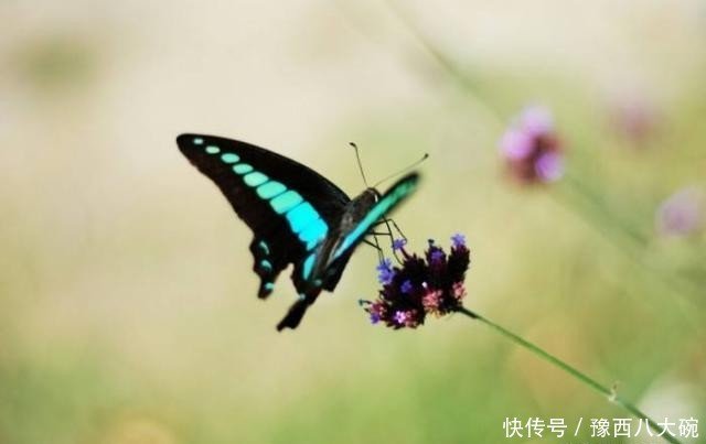 唐代最著名的六首咏物诗 咏蝉三绝 榜上有名 快资讯 唐代最著名的六首咏物诗 咏蝉三绝 榜上有名 快资讯