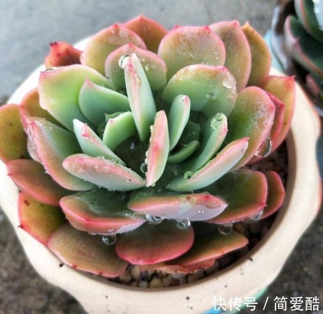 多肉植物为什么会出现烂叶及时观察盆土 防治枯叶的发生 快资讯 多肉植物为什么会出现烂叶及时观察盆土 防治枯叶的发生 快资讯