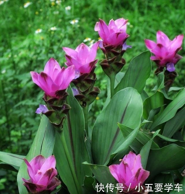 生姜开花 原来这么美 第一次见到 生姜开花 原来这么美 第一次见到 快资讯