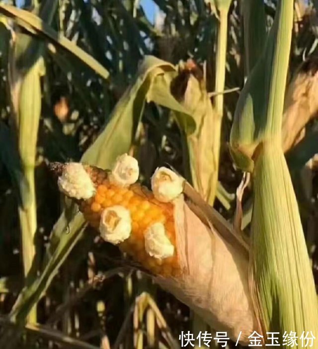 当爸妈不在家时 小学生搞笑经历 风扇已经累软 狗子被装进冰箱 快资讯 当爸妈不在家时 小学生搞笑经历 风扇已经累软 狗子被装进冰箱 快资讯