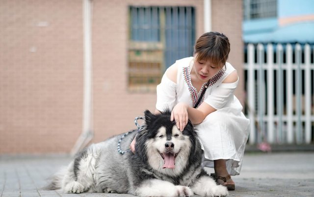 你想知道什么是狗的乳腺炎吗 在怀孕期的狗狗身上很常见 快资讯