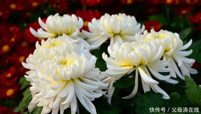 喜欢菊花 不如养盆 珍奇名菊 小白菊 花团紧促 清新可人 快资讯