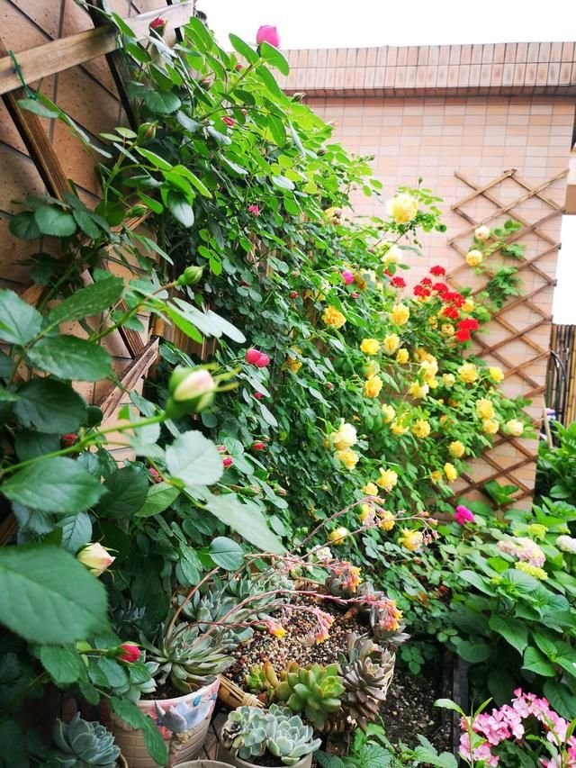 这5种花耐旱 好养 夏天花朵 开爆盆 家里变成 小花园 快资讯