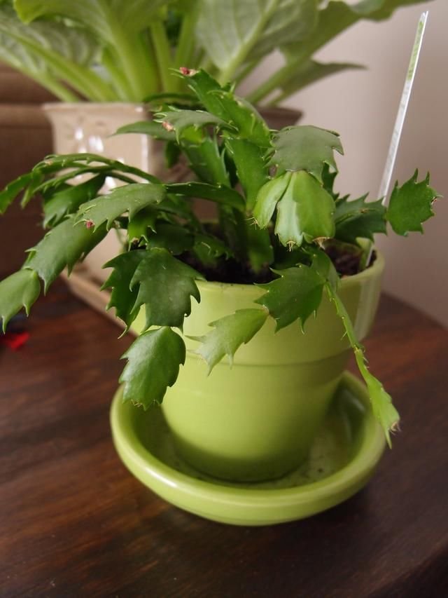 蟹爪兰冬春时节养护的几个关键 别总抱怨掉花蕾了 快资讯