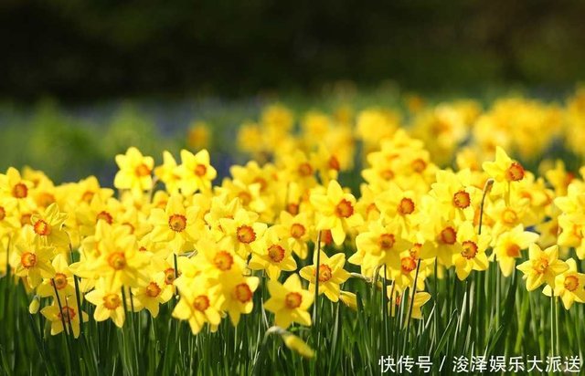 一花一世界 一叶一菩提 3月9日生日花喇叭水仙 诞生石珊瑚 快资讯 一花一世界 一叶一菩提 3月9日生日花喇叭水仙 诞生石珊瑚 快资讯