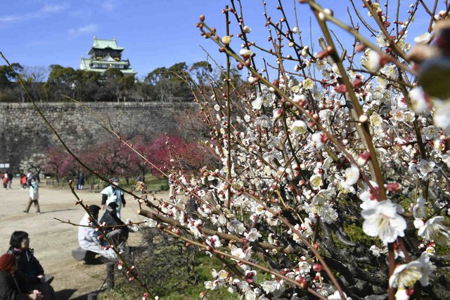 日本大阪城公园梅花盛放 吸引游人驻足观赏 快资讯