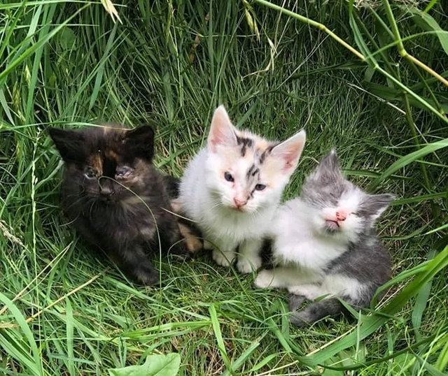 猫妈妈为救3只生病小猫 蹲在路边求助 被女子发现后跟着上了车 快资讯