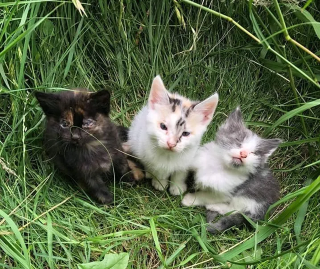 猫妈妈为救3只生病小猫 蹲在路边求助 被女子发现后跟着上了车 快资讯 猫妈妈为救3只生病小猫 蹲在路边求助 被女子发现后跟着上了车 快资讯