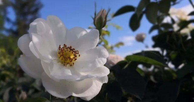 护肤丨白玫瑰精油丨从油液成分分析白玫瑰的美白功效 快资讯