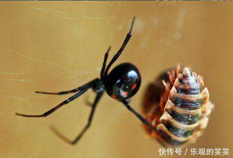 盘点全球10大最毒蜘蛛, 最毒的你认为是那个- 快资讯