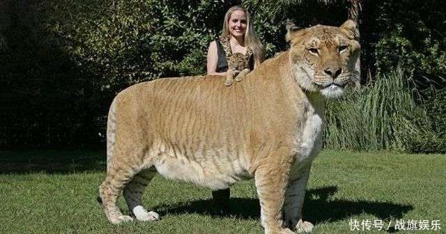 实拍老虎与狮子杂交产下狮虎兽：体重八百斤，身高1.83米- 快资讯