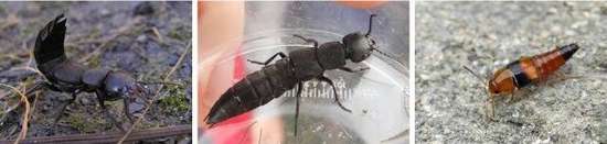 隐翅虫毒性超强