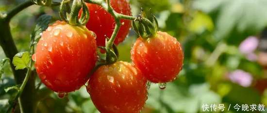 八种比黄瓜还低糖的蔬菜