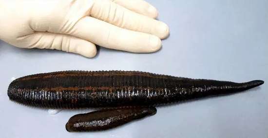 鸡吃了水蛭肠胃会被钻破吗