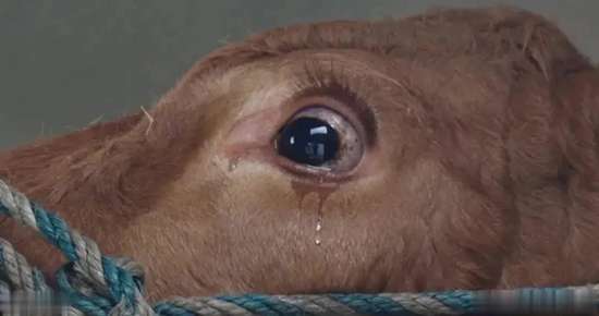 屠宰牛时牛为什么会流眼泪