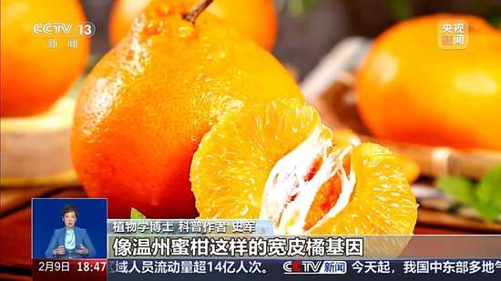 耙耙柑跟粑粑柑有什么区别