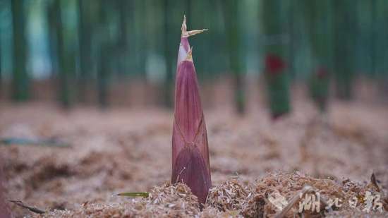 崇阳雷笋特新鲜