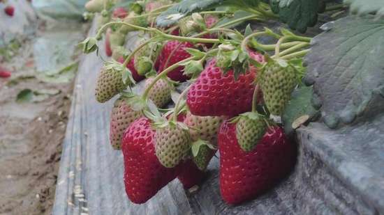 黑美人越南采摘