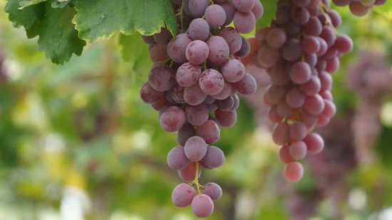 榴莲对血脂有影响吗