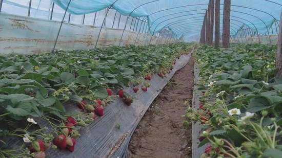 黑美人越南采摘