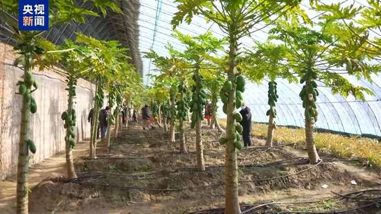 天南地北的年货