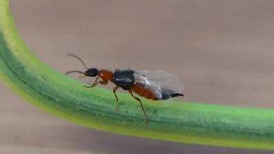 隐翅虫毒性超强