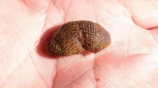 鸡吃了水蛭肠胃会被钻破吗