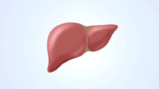 肝血少吃什么补最快