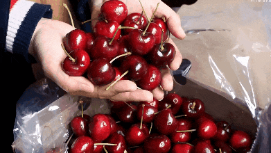 车厘子为什么会红到发黑