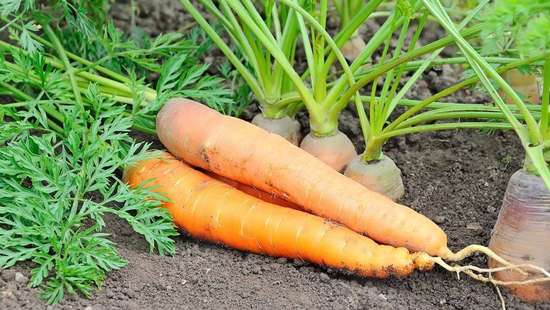 胡萝卜降糖吃法