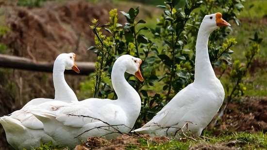 营养丰富的鹅蛋