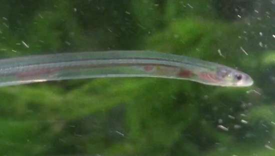 太好吃了西班牙语