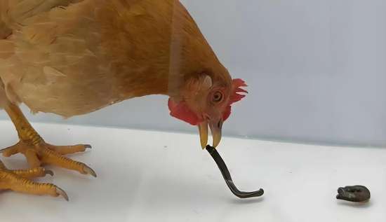 鸡吃了水蛭肠胃会被钻破吗