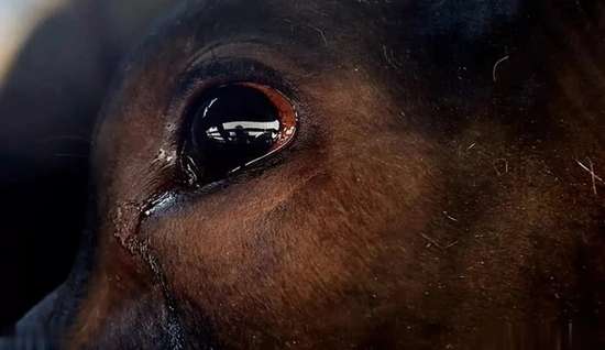 屠宰牛时牛为什么会流眼泪