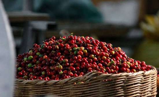 全国咖啡巅峰赛是什么