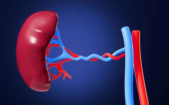 纯阳之果能补充阳气