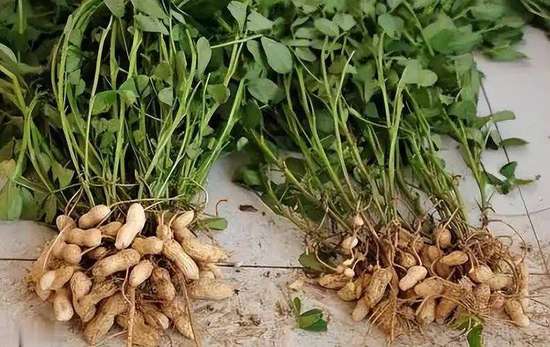 坚持吃半年花生