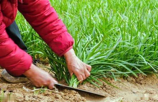 查出肺气肿但医生却没给治疗