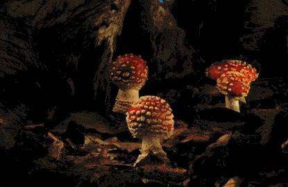 隐翅虫毒性超强