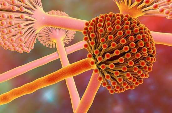 伤肝的水果第一名