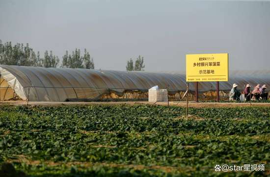 巴奴火锅笨菠菜介绍