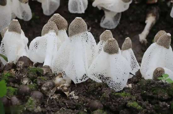 肺部不好要多吃这4种食物